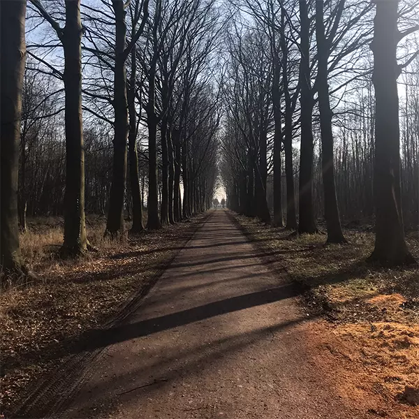 Een recht zandpad, aan weerszijden omzoomd door hoge, bladloze bomen, die onder een heldere hemel lange schaduwen op de grond werpen. Het zonlicht sijpelt door de takken en zorgt voor een vredig, symmetrisch tafereel.